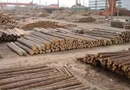 中国木材市场缺口较大 预计在1亿立方米左右