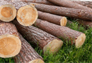 黄岛口岸木材进口总量、原木进口量及板材进口量均创历史新高