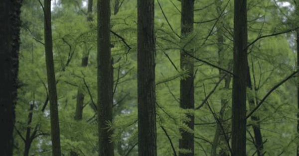 金雅居木门诠释非凡品位，打造生活美学