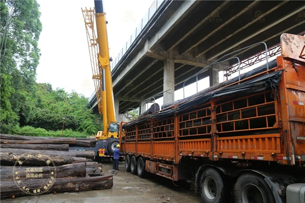豪利整木定制：500吨柚木最新到厂 造传世原木家居财富
