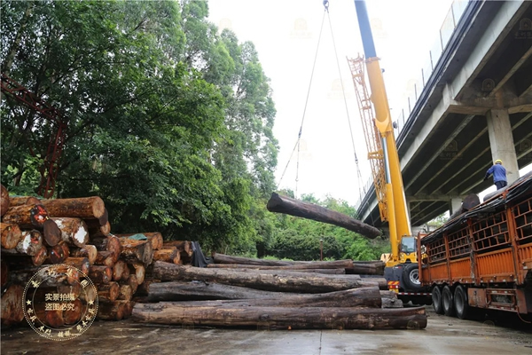 豪利整木定制：500吨柚木最新到厂 造传世原木家居财富