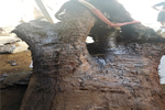 豪利整木定制深圳总部新到一根10.2米的金丝楠阴沉木